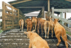 Weighing_Calves