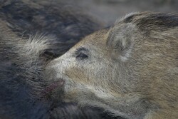 Wild pigs