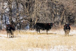 Cows