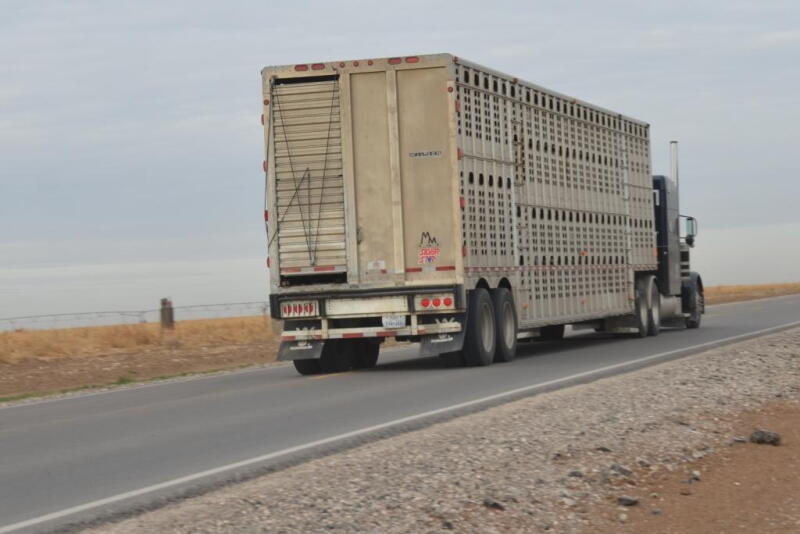 Transport Quality Assurance from the Pork Checkoff helps pig transporters, producers and handliers the tools to understand how to move pigs safely and protect animal well-being. Learn more at www.pork.org/certifications/transport-quality-assurance. 