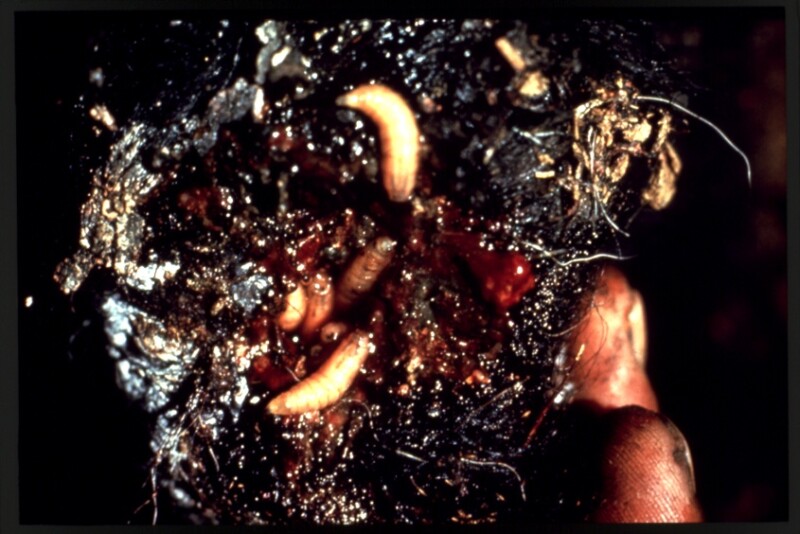 An infested wound with larvae.