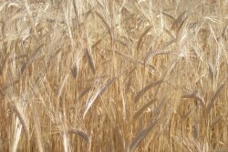 Wheat prices surged to a three-year high a while Thursday as Ukraine said it will limit exports of milling wheat after a drought wrecked European crops.