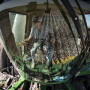 Cotton harvest