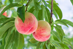 Peaches growing