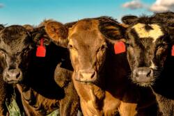 heifers headsSDSU.jpeg