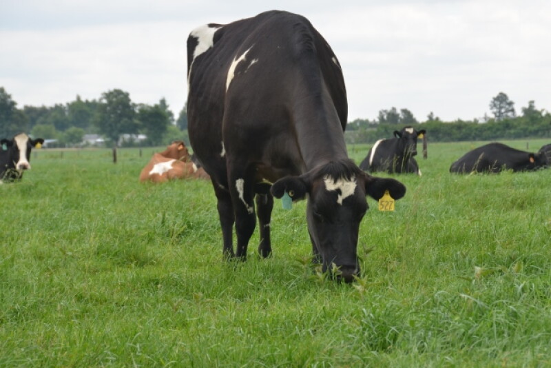 DT_Grazing_Dairy_Rye_Grass