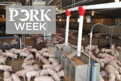 PORK Week feeder pigs