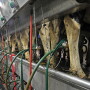 Cows being milked in a parlor. 