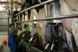 Clinical mastitis costs the dairy industry millions of dollars of lost milk income and loss of cows due to the disease.