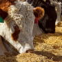 Fed cattle