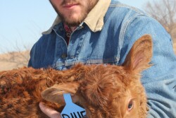 Cattlemen care