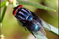 Secondary Screwworm Fly