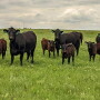 Hamilton Ranch