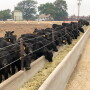 Neb feeder calves