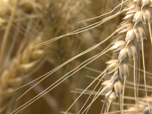 Wheat
