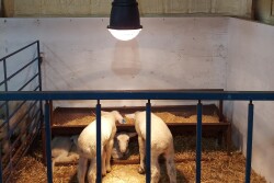 Heat lamps help newborn livestock stay warm during harsh weather.
