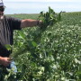 Chip Soybeans.jpg