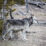 Wolf1.jpg