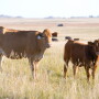 Cattle graze in North Dakota.
