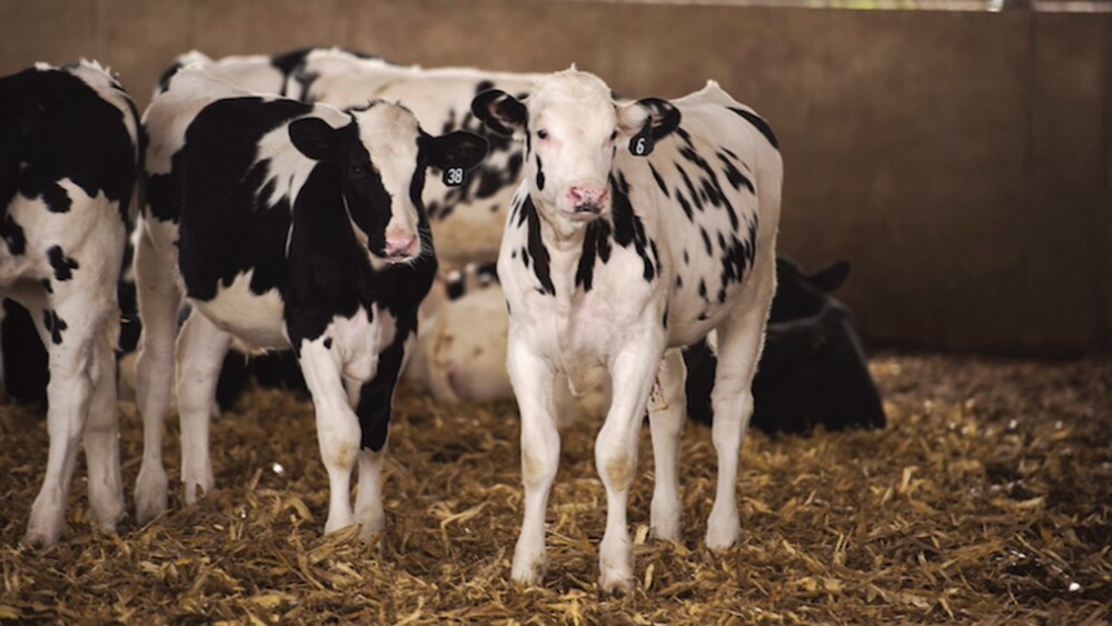 Dairy calves in a barn