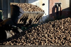 Successive cold snaps in the past week have destroyed between 30,000 and 50,000 hectares of French sugar beet, growers group CGB said on Monday, calling it the worst frost-related losses for the sector ever recorded.