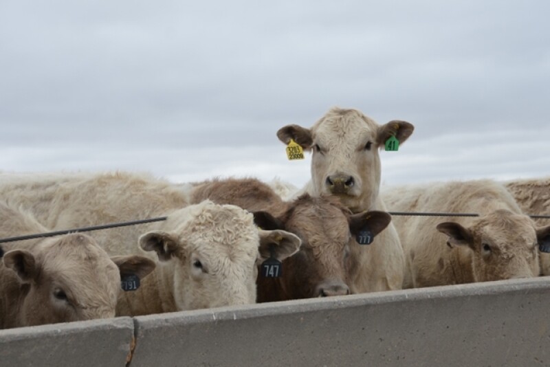 BT_Feedlot_Steers