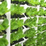 Faribault, Minn.-based Living Greens Farm is expanding its aeroponic growing space.