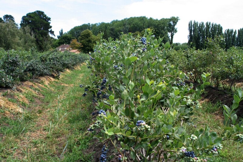 chilean blueberries