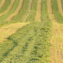 Alfalfa in windrows.