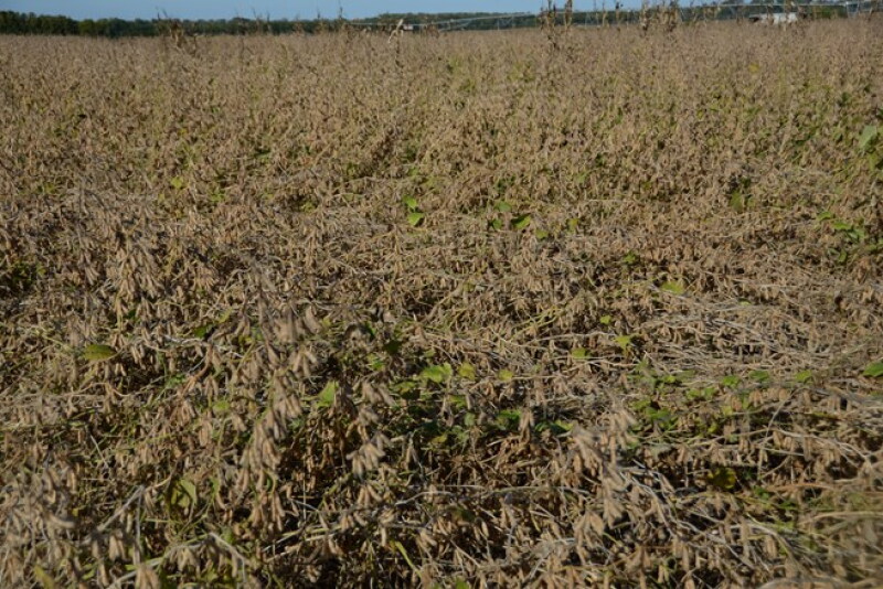Soybean field