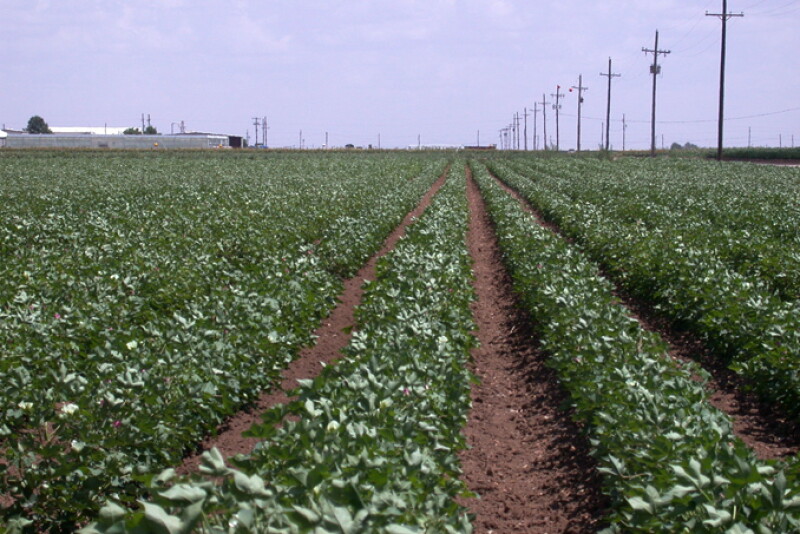 Texas cotton 