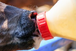 Calf Drinking Bottle