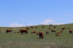 Resist the temptation to turn cattle out before grass is ready.