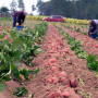 workers in a sweetpotato field