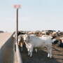 Charolais steer