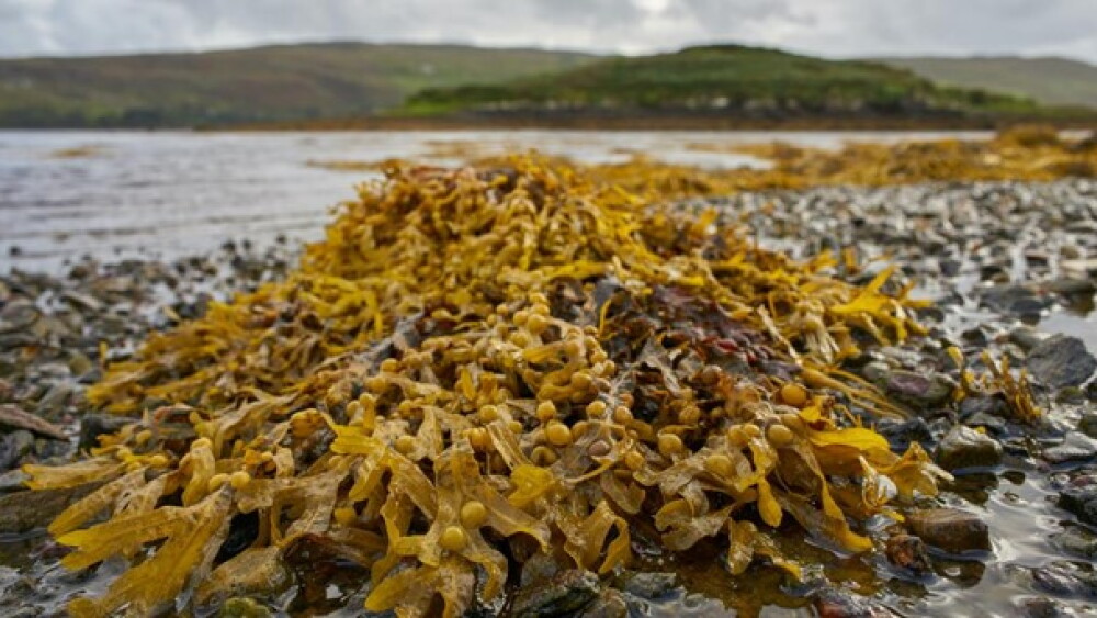 Seaweed