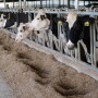 The ideal body condition score during early lactation is 2.75 to 3.0 on a 5-point scale.