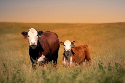 cow calf pair.jpg