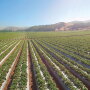 May and June are peak strawberry months in California, says Craig Moriyama, director of berry operations for Naturipe Berry Growers, Salinas, Calif. Weatherwise, the state seemed heading toward a “much more normal year” in 2020, after heavy rains and then a heat wave last season, he says.