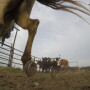 Get a behind the scenes view of shipping cattle from the Youngmeyer pens in the southern Flint Hills of Kansas (Note: scroll down below for video).