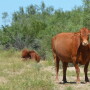 BT_South_Texas_Cow