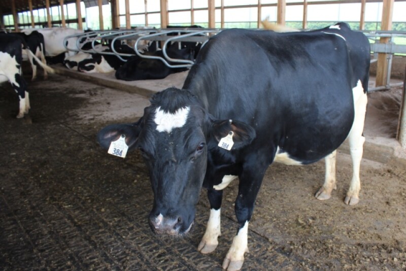 DT_Dairy_Cow