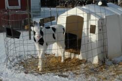 DT Jim Calf Snow Winter.jpg
