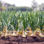 onions in field