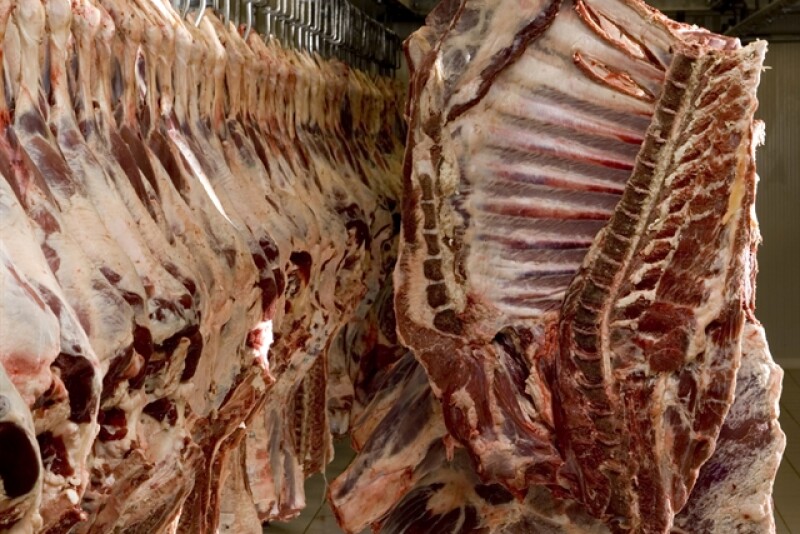 Beef carcasses