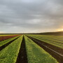Quebec produce, Vegpro International