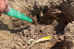 An air pocket in the furrow prevented good seed-to-soil contact in this case, which prevented the seedling from emerging well.
