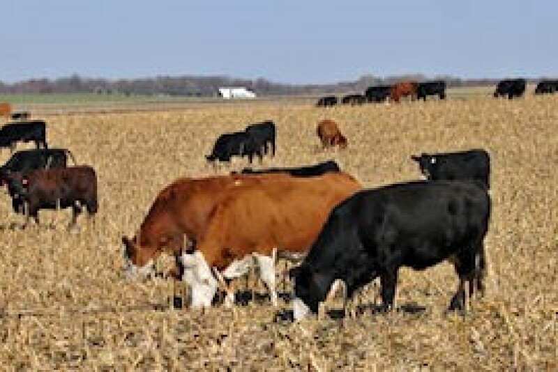 cow_corn_stalks