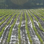 Farmers could soon have access to more accurate rainfall data.