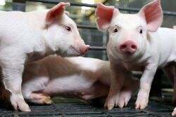 Pigs at Purdue University